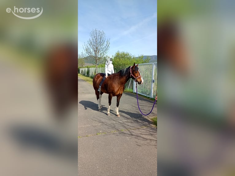 American Quarter Horse Mare 10 years 14.2 hh Tobiano-all-colors in Aspach-Michelbach