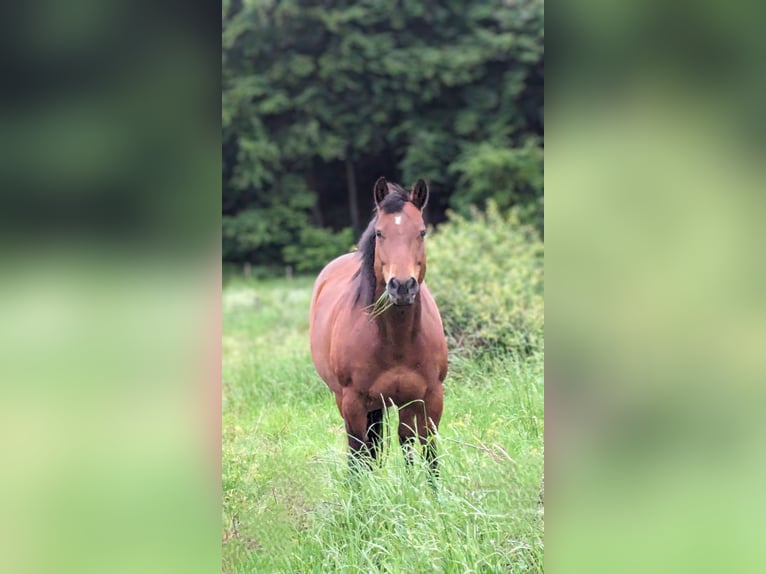 American Quarter Horse Mare 10 years 14.3 hh Brown in Nettersheim