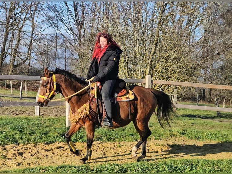 American Quarter Horse Mare 10 years 14.3 hh Brown in Linkenbach