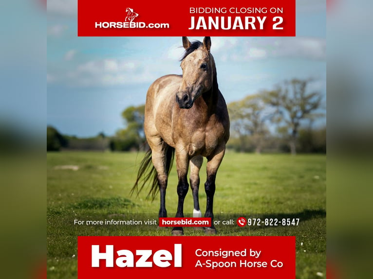 American Quarter Horse Mare 10 years 14,3 hh Buckskin in Kaufman, TX