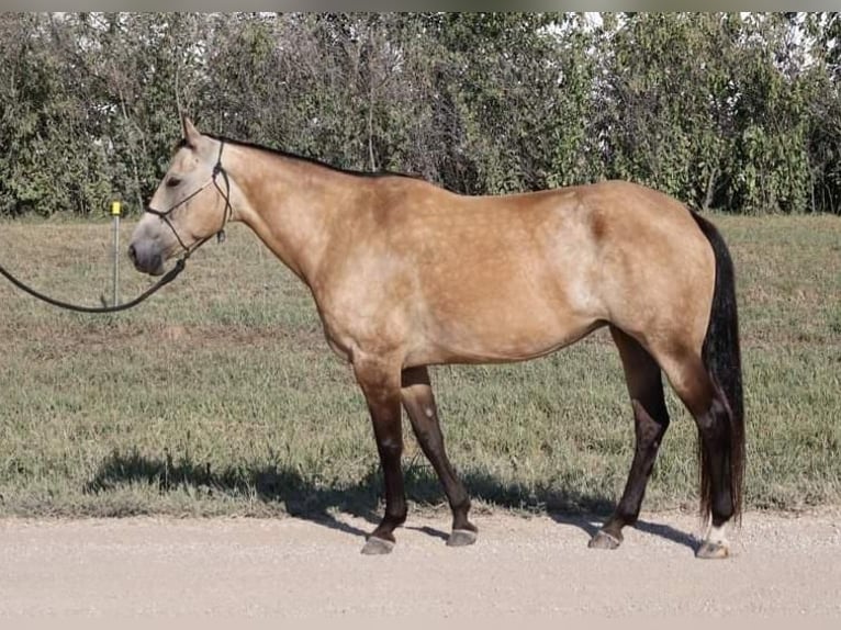 American Quarter Horse Mare 10 years 14,3 hh Buckskin in Wichita