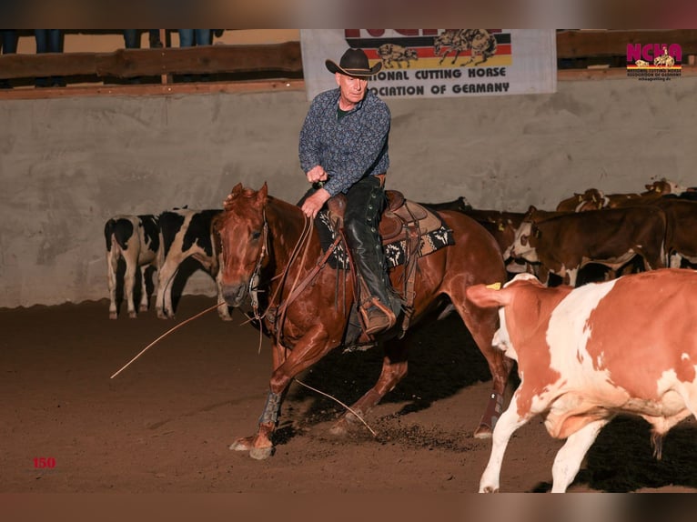 American Quarter Horse Mare 10 years 14,3 hh Chestnut-Red in Sinsheim