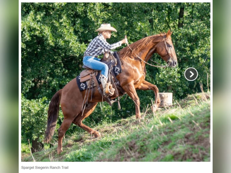 American Quarter Horse Mare 10 years 14,3 hh Chestnut-Red in Sinsheim