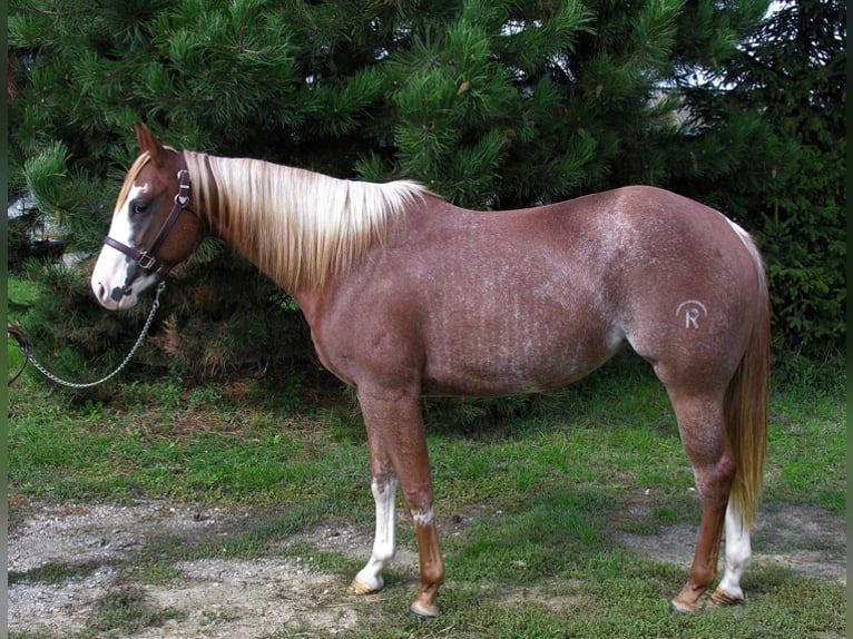 American Quarter Horse Mare 10 years 14,3 hh Chestnut-Red in Sax