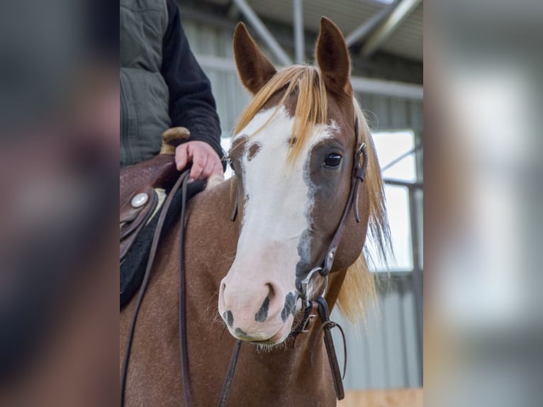 American Quarter Horse Mare 10 years 14,3 hh Chestnut-Red in Sax