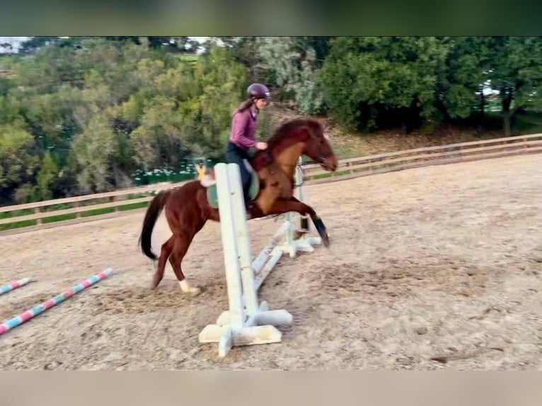 American Quarter Horse Mare 10 years 14,3 hh Chestnut in Bitterwater CA