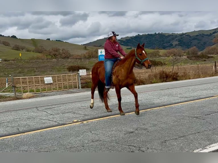 American Quarter Horse Mare 10 years 14,3 hh Chestnut in Bitterwater CA