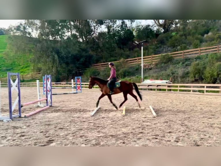 American Quarter Horse Mare 10 years 14,3 hh Chestnut in Bitterwater CA