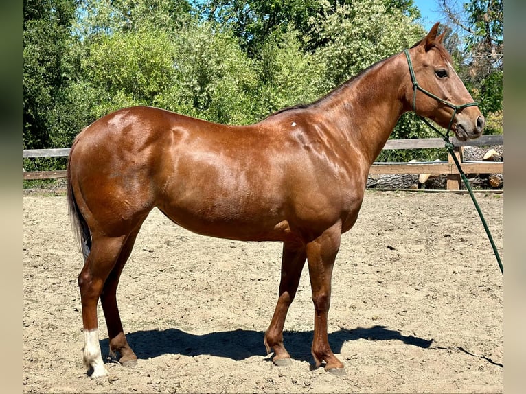 American Quarter Horse Mare 10 years 14,3 hh Chestnut in Bitterwater CA