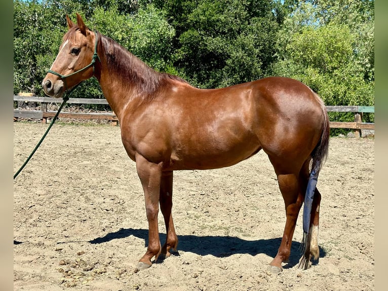 American Quarter Horse Mare 10 years 14,3 hh Chestnut in Bitterwater CA