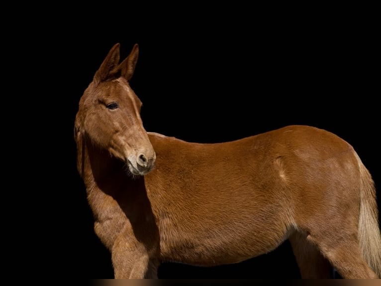 American Quarter Horse Mare 10 years 14,3 hh Chestnut in Carrolton MO