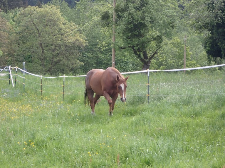 American Quarter Horse Mare 10 years 14.3 hh Chestnut in Bernried