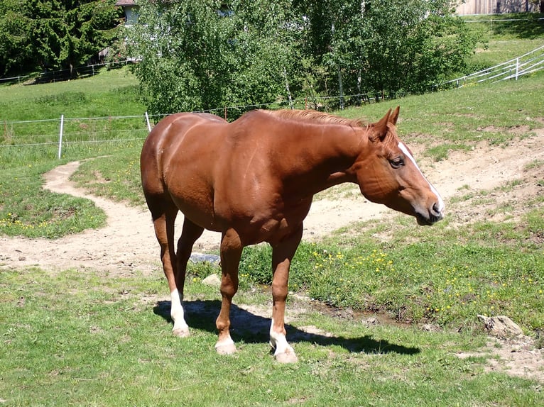 American Quarter Horse Mare 10 years 14.3 hh Chestnut in Bernried