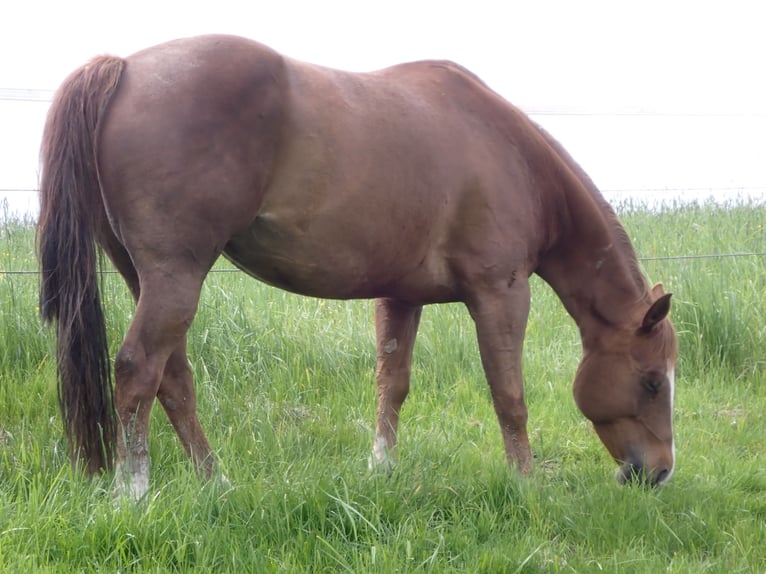 American Quarter Horse Mare 10 years 14.3 hh Chestnut in Bernried