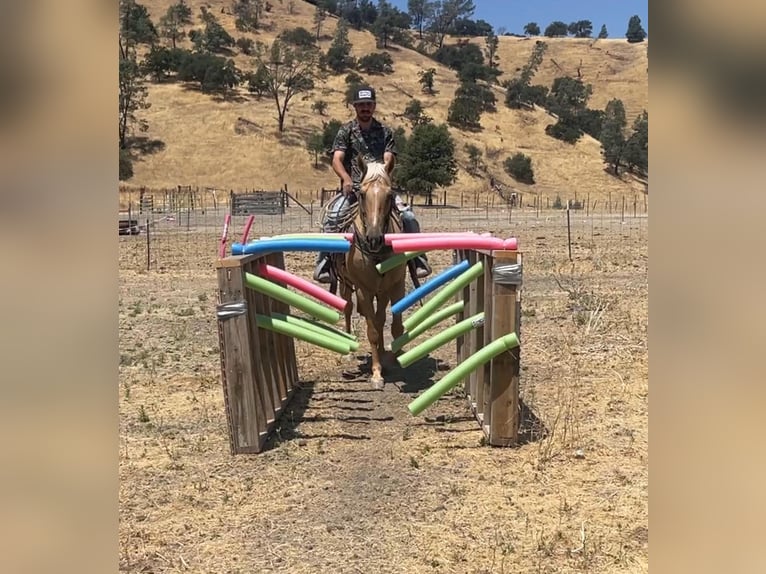 American Quarter Horse Mare 10 years 14,3 hh Palomino in Bitterwater CA