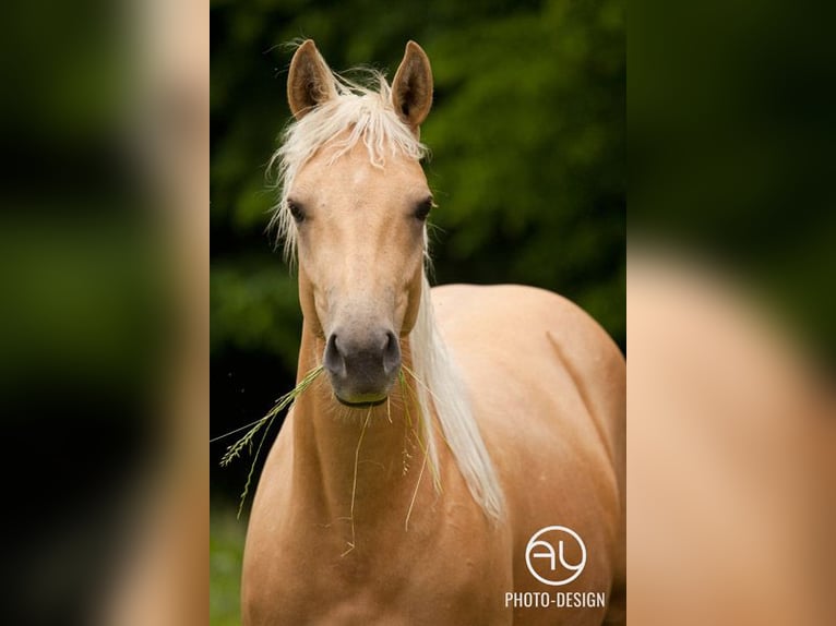 American Quarter Horse Mare 10 years 14,3 hh Palomino in Bonn
