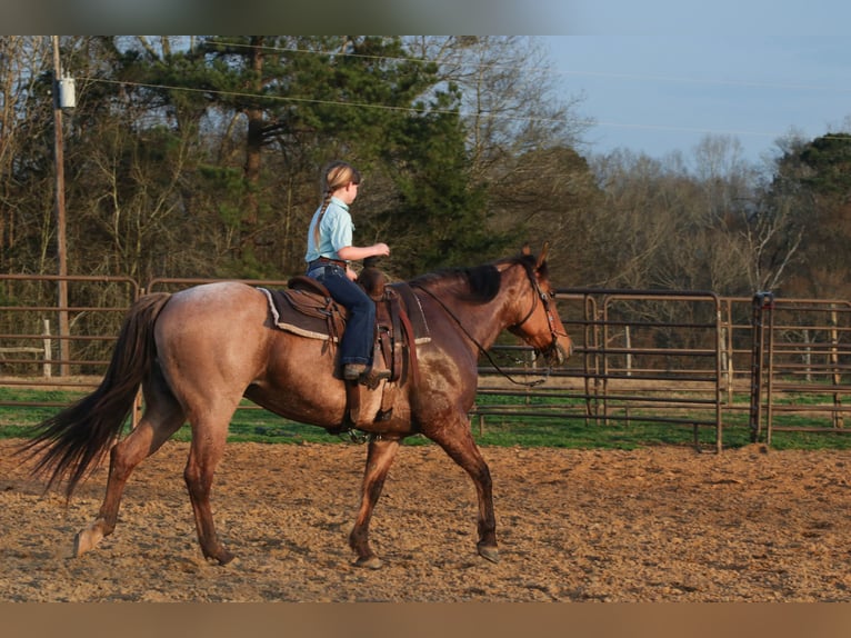 American Quarter Horse Mare 10 years 14,3 hh in Carthage, TX