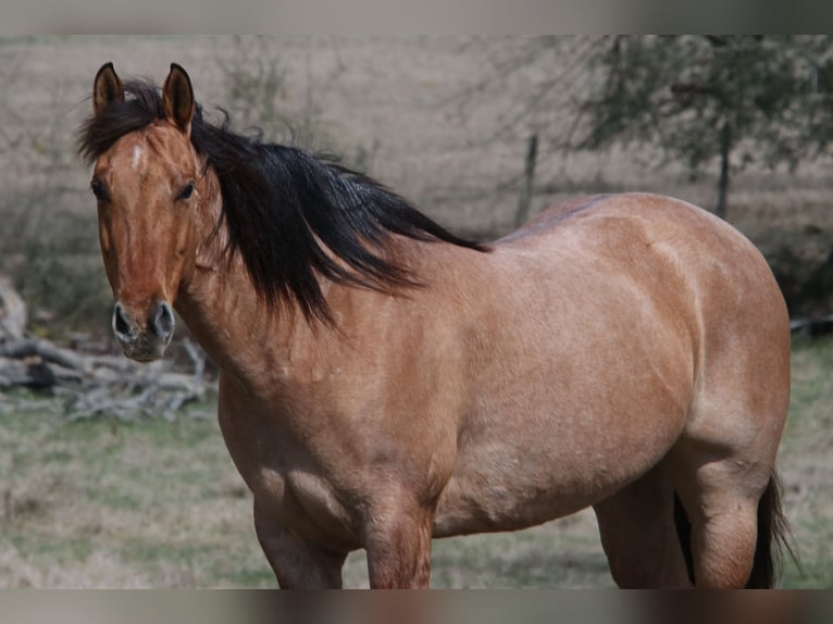 American Quarter Horse Mare 10 years 14,3 hh in Carthage, TX