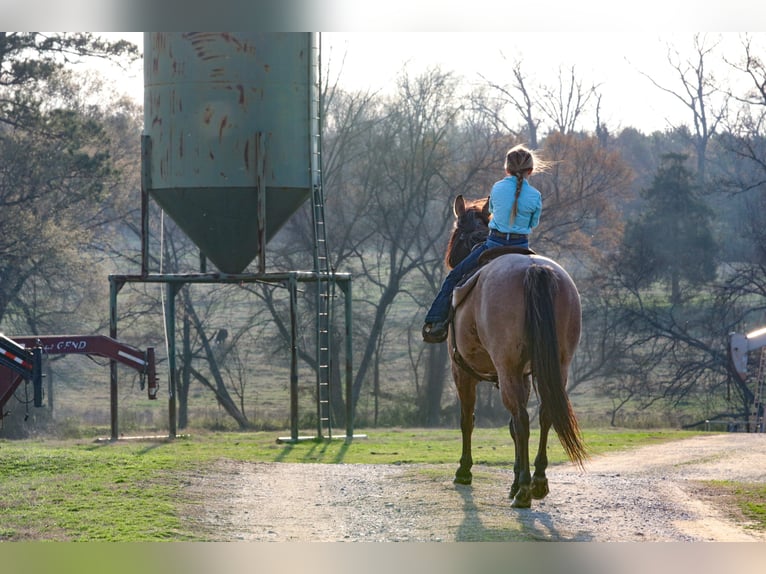 American Quarter Horse Mare 10 years 14,3 hh in Carthage, TX