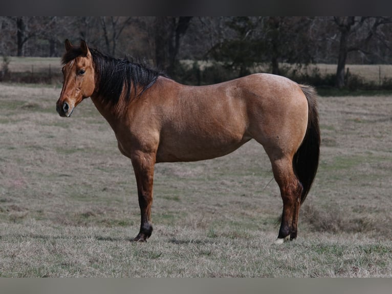 American Quarter Horse Mare 10 years 14,3 hh in Carthage, TX