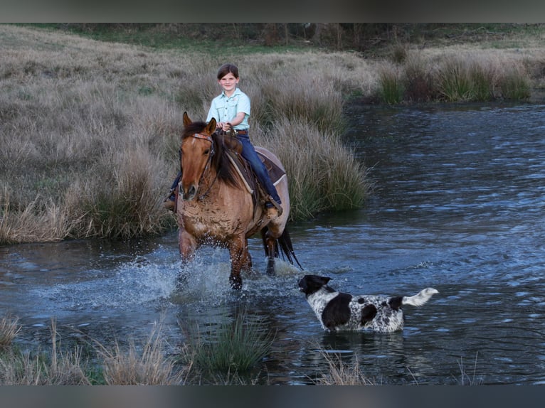 American Quarter Horse Mare 10 years 14,3 hh in Carthage, TX