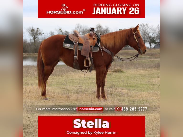 American Quarter Horse Mare 10 years 14.3 hh Sorrel in Terrell