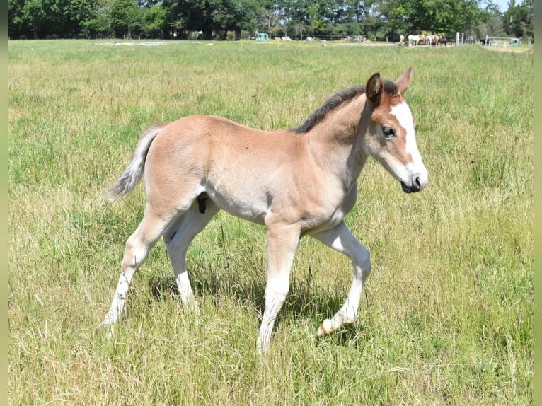 American Quarter Horse Mare 10 years 14 hh Brown in CHAMBON