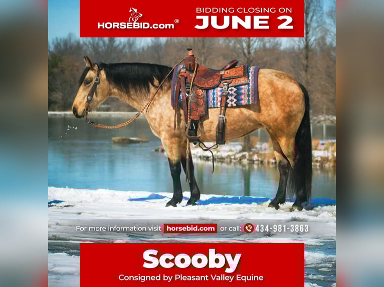 American Quarter Horse Mare 10 years 14 hh Buckskin in Robards, KY