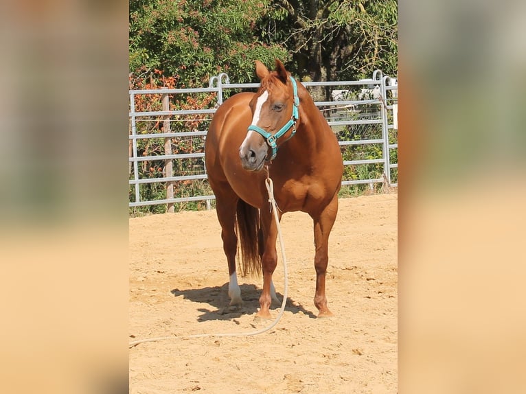American Quarter Horse Mare 10 years 14 hh Chestnut-Red in Maria Hoop