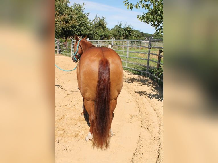 American Quarter Horse Mare 10 years 14 hh Chestnut-Red in Maria Hoop