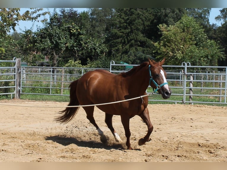 American Quarter Horse Mare 10 years 14 hh Chestnut-Red in Maria Hoop