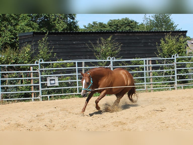 American Quarter Horse Mare 10 years 14 hh Chestnut-Red in Maria Hoop