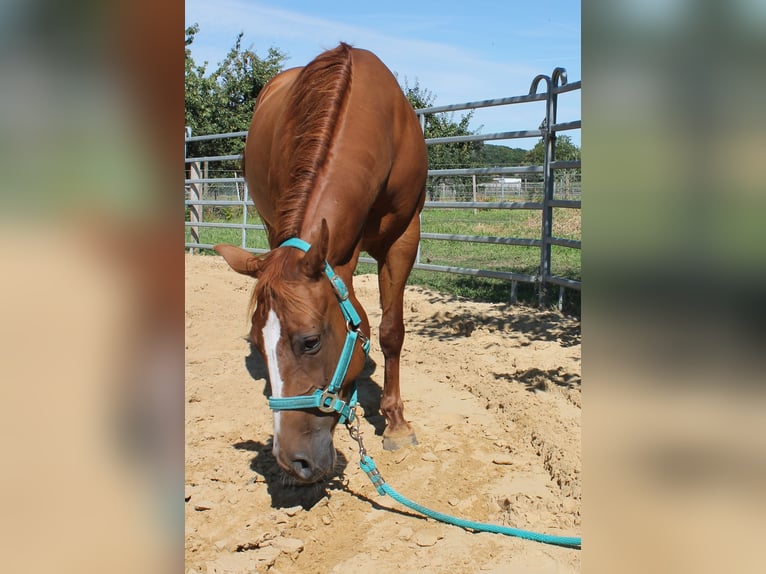 American Quarter Horse Mare 10 years 14 hh Chestnut-Red in Maria Hoop