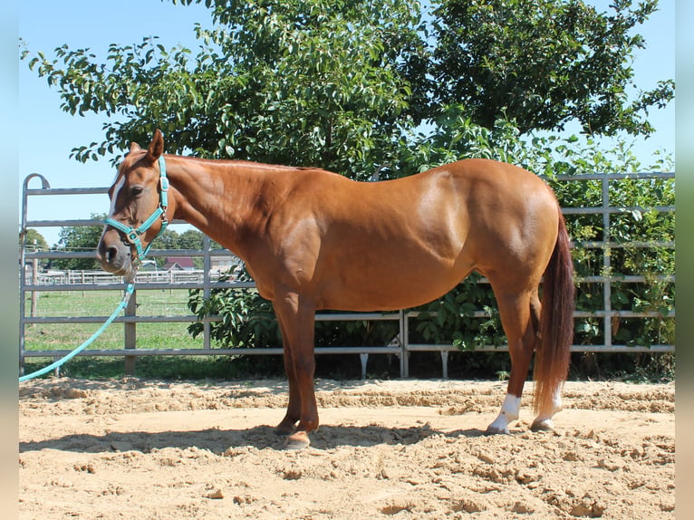 American Quarter Horse Mare 10 years 14 hh Chestnut-Red in Maria Hoop