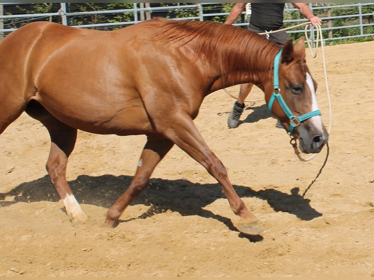 American Quarter Horse Mare 10 years 14 hh Chestnut-Red in Maria Hoop