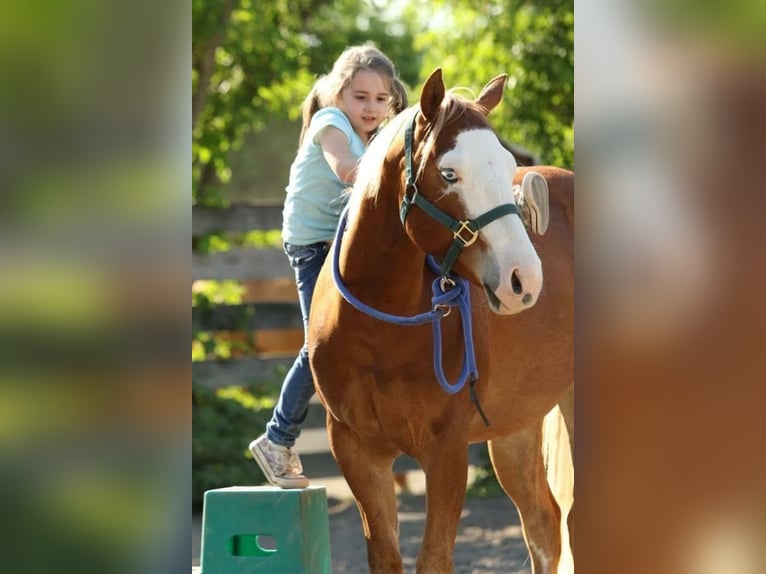 American Quarter Horse Mare 10 years 14 hh Chestnut-Red in Ulrichstein