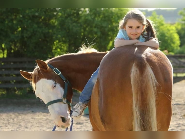 American Quarter Horse Mare 10 years 14 hh Chestnut-Red in Ulrichstein