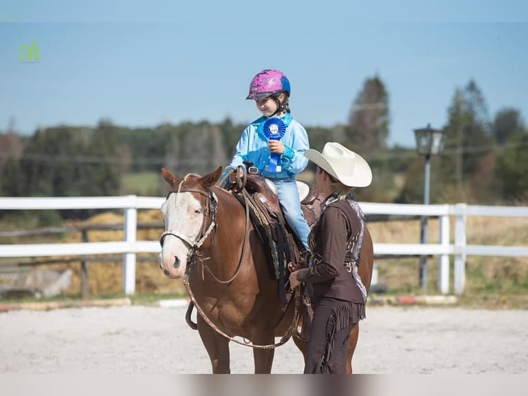 American Quarter Horse Mare 10 years 14 hh Chestnut-Red in Ulrichstein