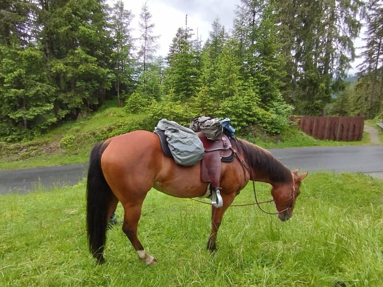 American Quarter Horse Mare 10 years 14,1 hh Brown-Light in Neuwied