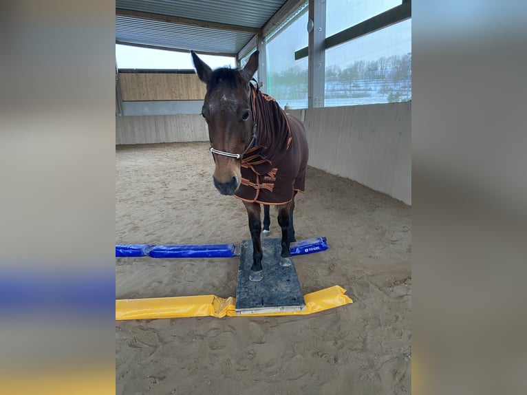 American Quarter Horse Mare 10 years 14,1 hh Roan-Bay in Viernau