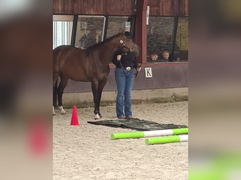 American Quarter Horse Mare 10 years 14,2 hh Bay-Dark in Oldebroek