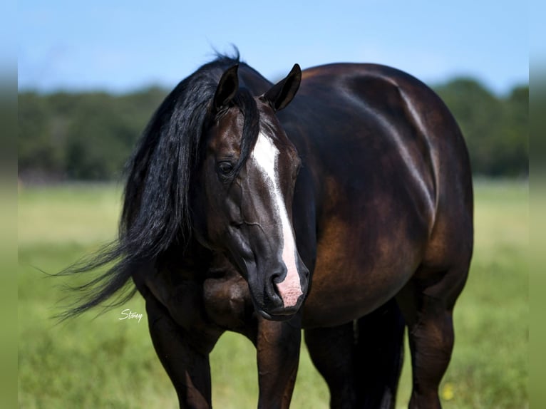 American Quarter Horse Mare 10 years 14,2 hh Black in Collinsville