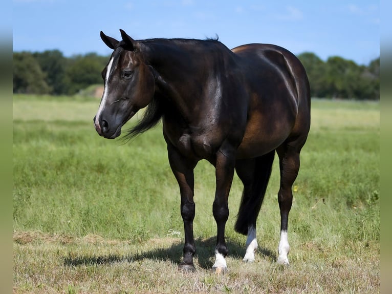 American Quarter Horse Mare 10 years 14,2 hh Black in Collinsville
