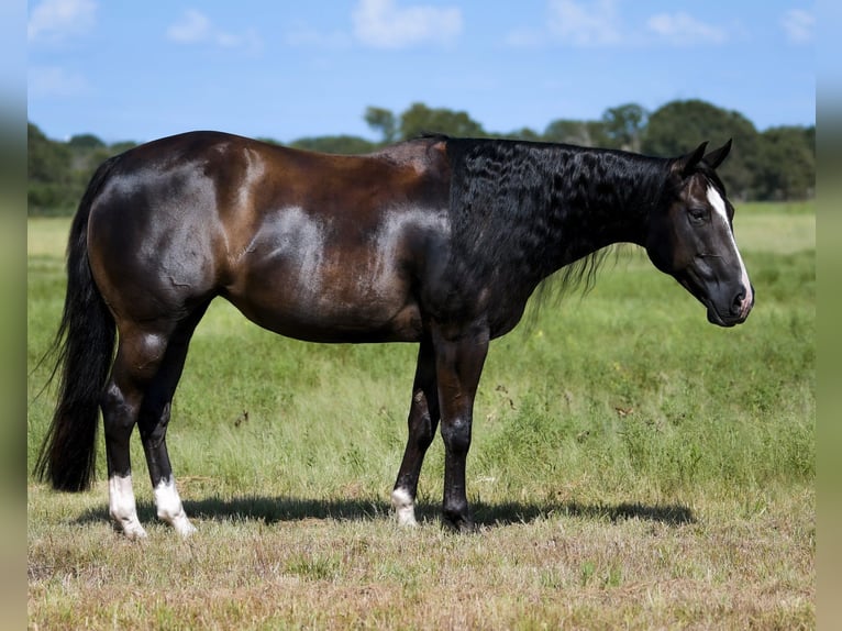 American Quarter Horse Mare 10 years 14,2 hh Black in Collinsville