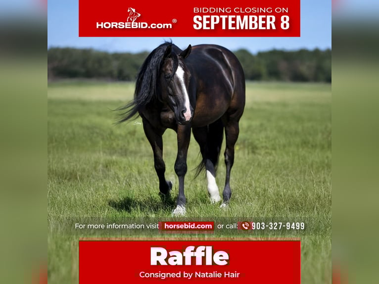American Quarter Horse Mare 10 years 14,2 hh Black in Collinsville