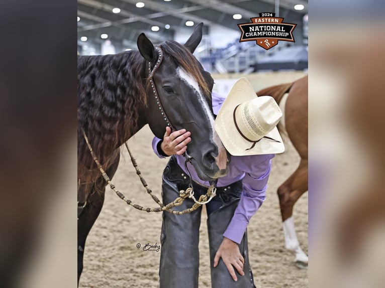American Quarter Horse Mare 10 years 14,2 hh Black in Collinsville