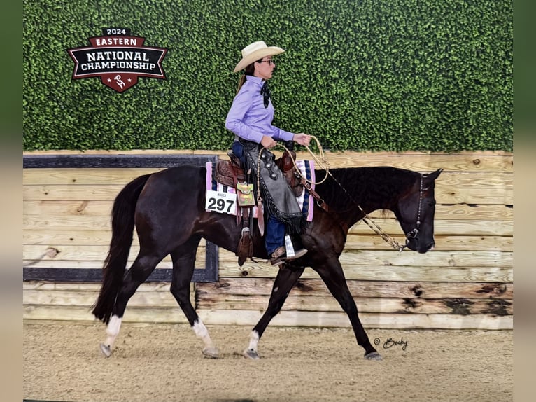 American Quarter Horse Mare 10 years 14,2 hh Black in Collinsville