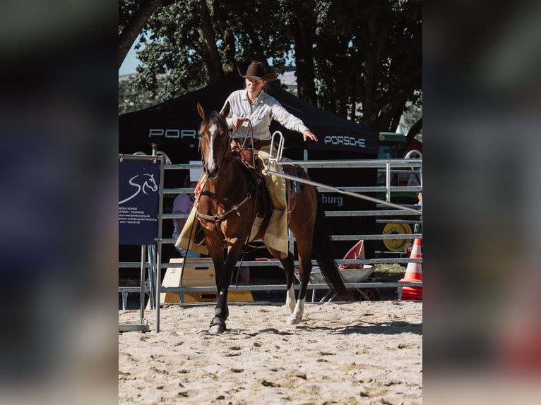 American Quarter Horse Mare 10 years 14,2 hh Brown in Freiensteinau