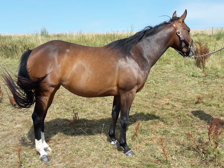American Quarter Horse Mare 10 years 14,2 hh Brown in Freiensteinau