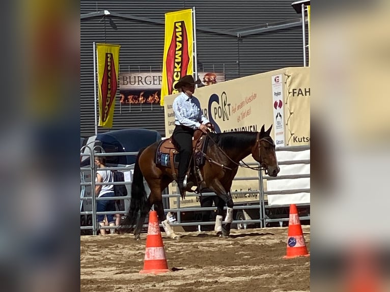 American Quarter Horse Mare 10 years 14,2 hh Brown in Freiensteinau